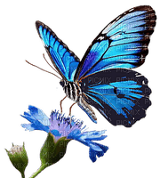 Mariposa en flor - gratis png
