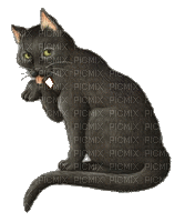 gato - Darmowy animowany GIF