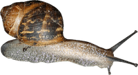 caracol - Free PNG