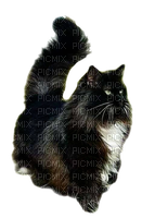 animalss cats nancysaey - PNG gratuit