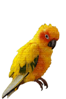 Parrot birds bp - png gratis