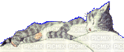 chat qui dort - GIF animado grátis