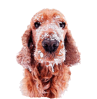 Chien.Dog.Perro.winter.Victoriabea - GIF animado gratis