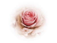 tube rose - PNG gratuit