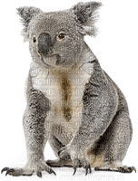 Australia animals koala bp - PNG gratuit