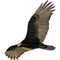 vulture - png gratis