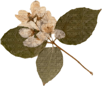 pressed blossom - Free PNG