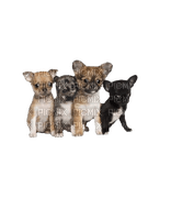 Chihuahua puppy - png gratis