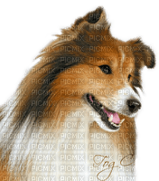 dog by nataliplus - ilmainen png