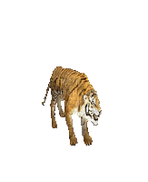 tiger - Nemokamas animacinis gif