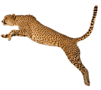 Kaz_Creations Cheetah - kostenlos png