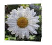 cube flower - GIF animate gratis