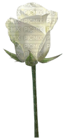 rosa blanca - png grátis