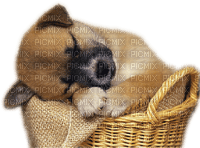 Kaz_Creations Animals Dogs Dog Pup In Basket - png gratis