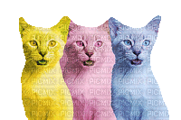 cats schlappi50 - Бесплатный анимированный гифка