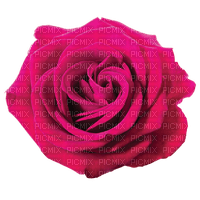 Trandafir ro - фрее пнг
