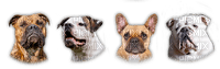 bulldogge dog - 免费PNG