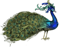 Kaz_Creations Peacock Deco - PNG gratuit