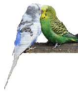 Vogel oiseau bird - GIF animé gratuit