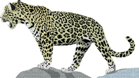 jaguaari, talvi, jaguar - PNG gratuit