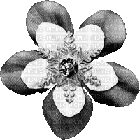 Snowflake.Flower.Black.Animated - KittyKatLuv65 - Gratis geanimeerde GIF