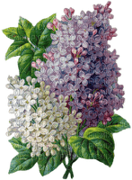 Vintage Lilac - png ฟรี