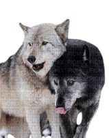 2 loups Domino - PNG gratuit