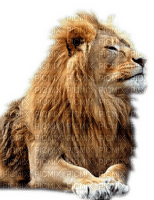 Rena Löwe Lion Tier Anima Raubkatze - ücretsiz png