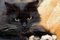 gato preto cat - фрее пнг