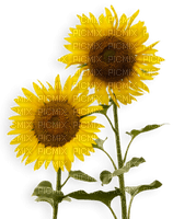 Kaz_Creations Deco Flowers Sunflower Flower - nemokama png