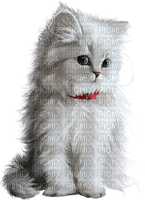 katt--djur--Cat---white - PNG gratuit