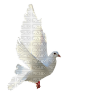 minou-bird-dove-white-duva - Free PNG