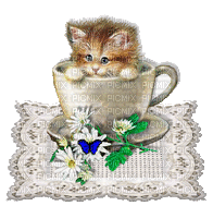 Cat in Coffee Cup - Free animated GIF