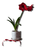 rote Blume - png gratis