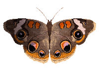 Papillon.Butterfly.Mariposa.Deco.Brown.marron.Automne.autumn.Victoriabea - Free animated GIF