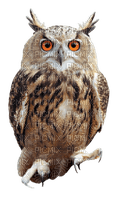 Kaz_Creations Animals Animal Bird Birds Owl - бесплатно png