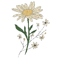 daisy flower - GIF animé gratuit
