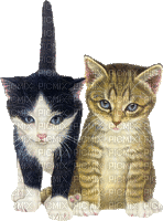 Katze chat cat - 無料のアニメーション GIF