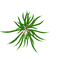 plant - Darmowy animowany GIF