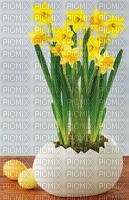 Oeufs de Pâques macetero Narcisses jaune jonquilles