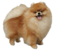 Pomeranian - ücretsiz png