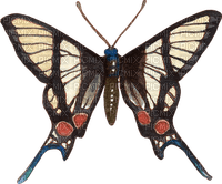butterfly   Bb2 - Free PNG