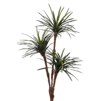 Plants.plante.Palm.Palmier.Victoriabea