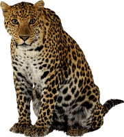 leopard milla1959 - png gratis