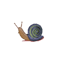 Escargot.Snail.Caracol.Victoriabea - GIF animé gratuit