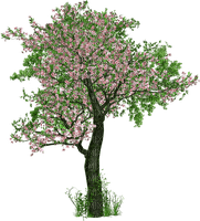 Tree - png gratuito