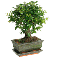 bonsai, sunshine3 - png ฟรี