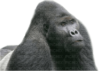Kaz_Creations Gorilla - kostenlos png