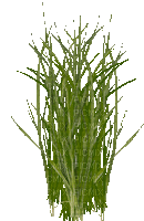 Nina grass - Darmowy animowany GIF