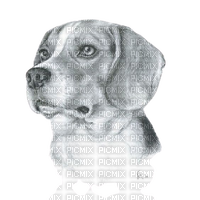 maj beagle - png gratis